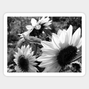 Sunflowers Magnet